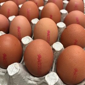 BOX MEDIUM LION STAMPED EGGS